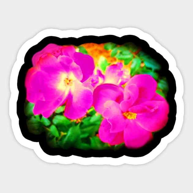 Wild Roses - Hot Pink Sticker by Suzette Ransome Illustration & Design